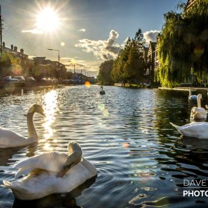 Swans on the Grand Canal