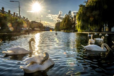Swans on the Grand Canal